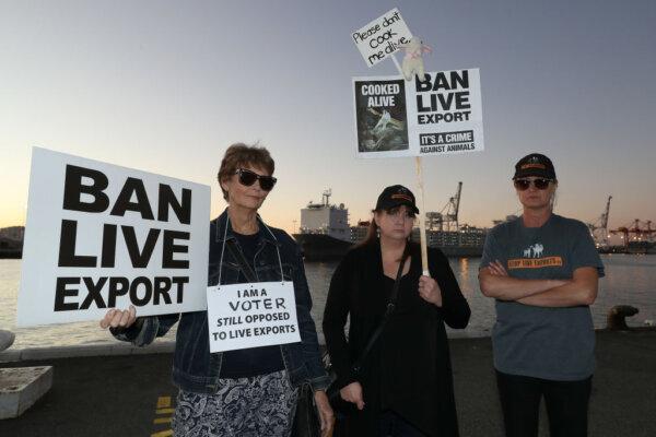 Live export protesters show their support as sheep are loaded onto the Al Kuwait in Fremantle Harbour in Fremantle, Australia, on June 16, 2020. (Photo by Paul Kane/Getty Images)