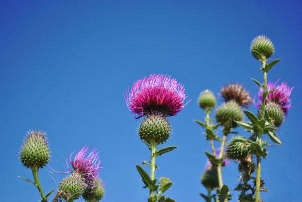 Thistles and Fire Blight