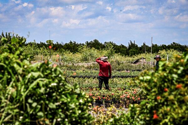 17 States, Farmers Sue to Block Federal Rule Allowing Foreign Workers to Unionize