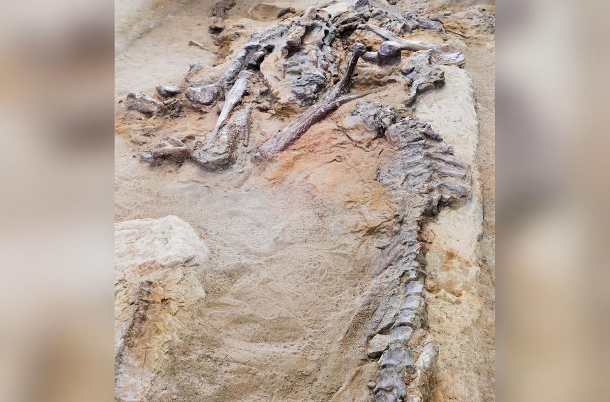 Top Places to See Real Dinosaur Fossils in Canada