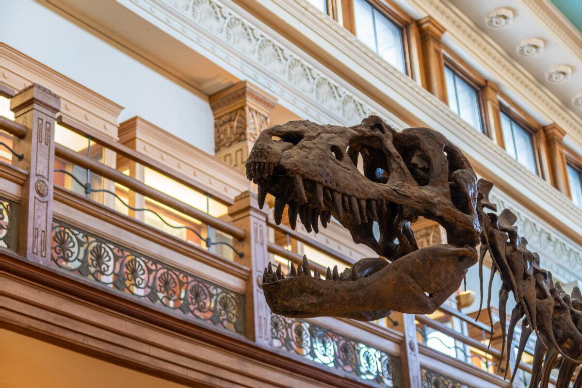 Close-up of a Gorgosaurus face skeleton replica inside the Redpath Museum in Montreal in February 2020. (Shutterstock/Awana JF)