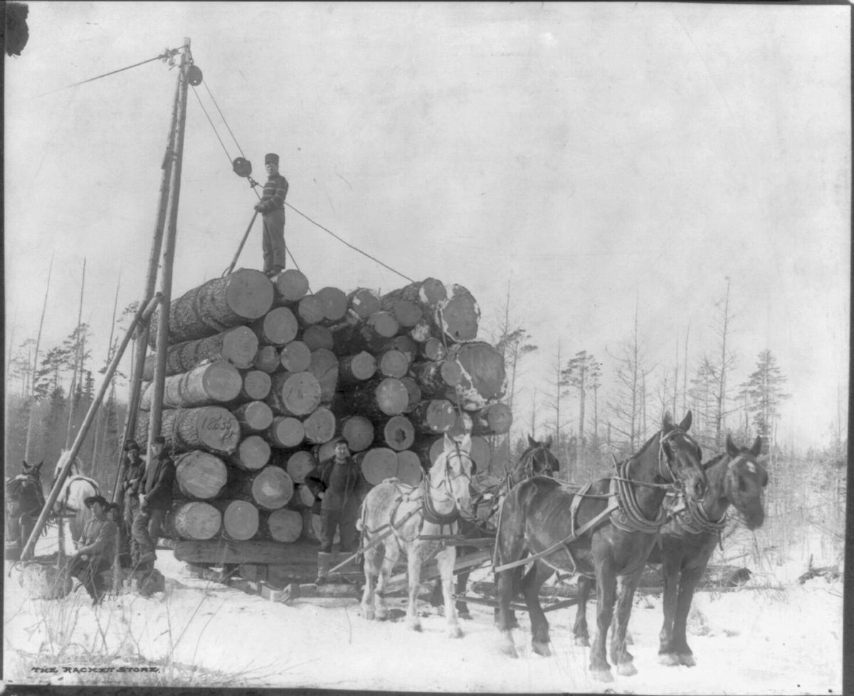 This 1895 photo depicts the hauling of cut logs, one step in the onerous logging process. (Public Domain)