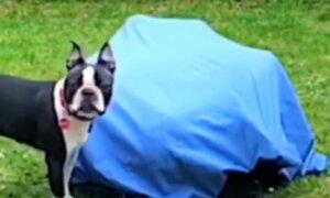 Where Did the Man Go? Dog Is Bamboozled by Owner’s Disappearing Trick