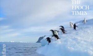 Dozens of Penguins Dive Into Waters in Antarctica for a Quick Swim