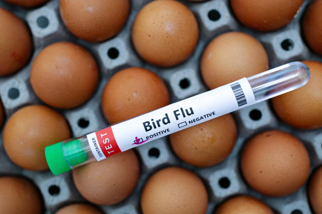 WHO Says Comorbidities, Not Bird Flu, Caused Mexican Man’s Death, Changes Initial Report