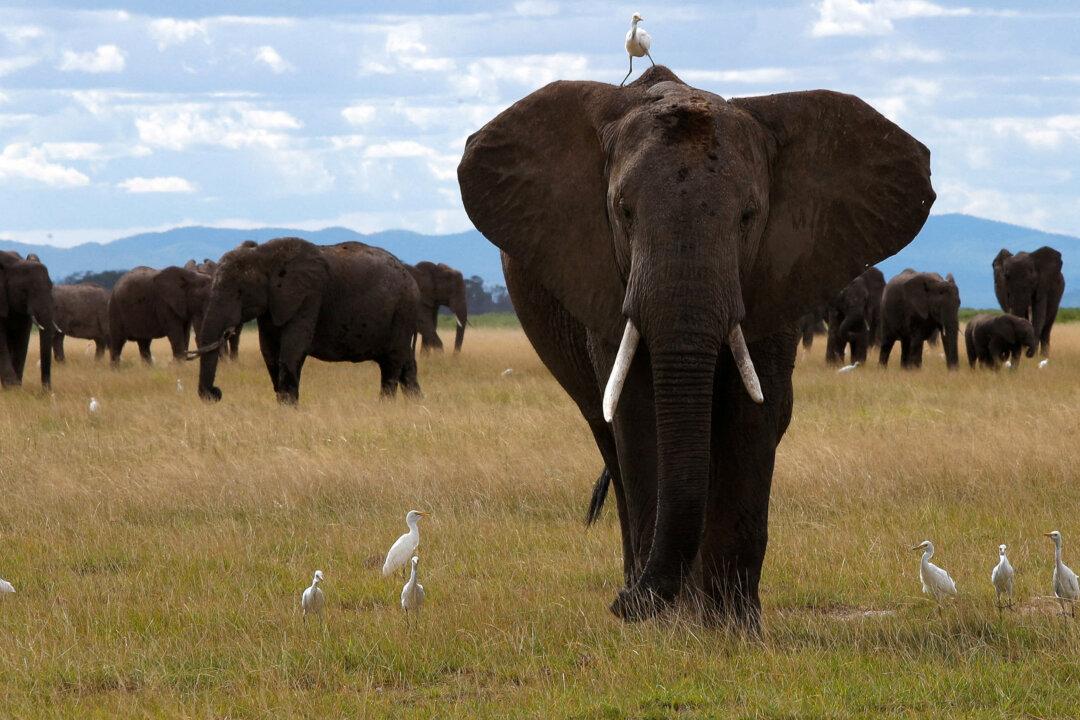 Study Shows Elephants Might Call Each Other by Name