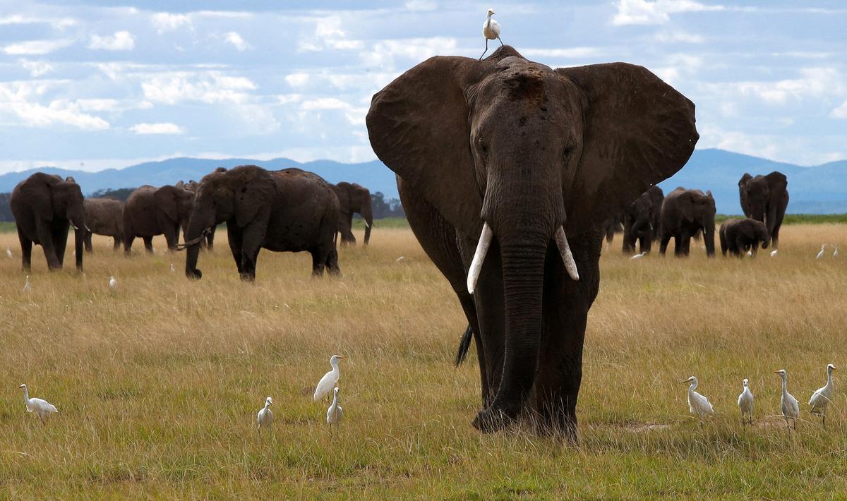 Study Shows Elephants Might Call Each Other by Name