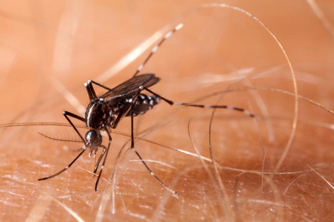 Mosquitoes Can Ruin a Hike. Here’s How to Stop Them