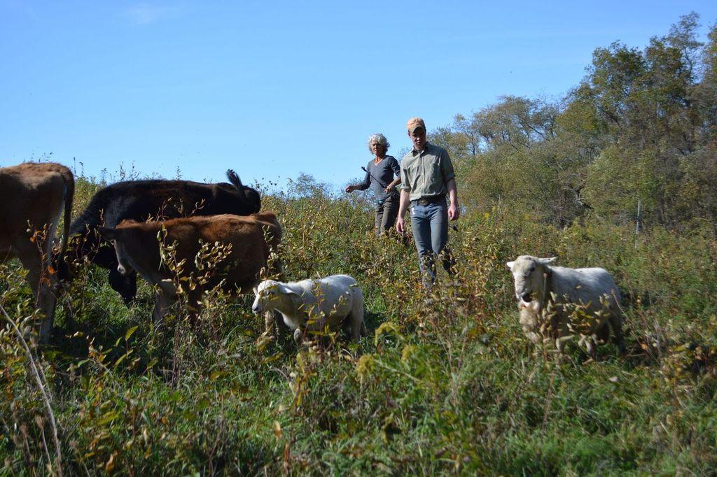Shawn and Beth move their sheep and cows to a new paddock for rotational grazing. (Sister Therese Marie TOR)