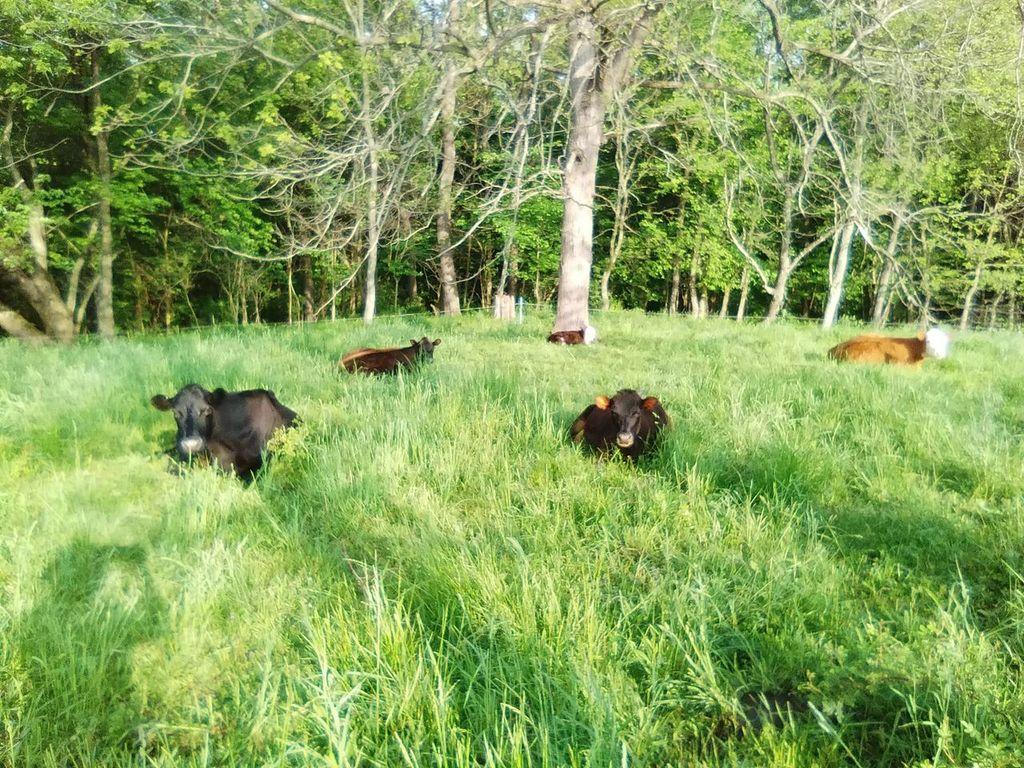 Cows enjoy the spring pasture on The Sow’s Ear farm. (Beth Dougherty)