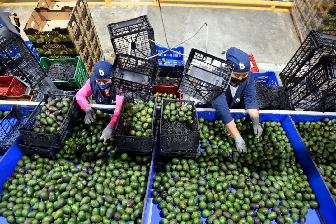 Attack on USDA Employees Halts Inspection of Avocados, Mangos From Mexican State