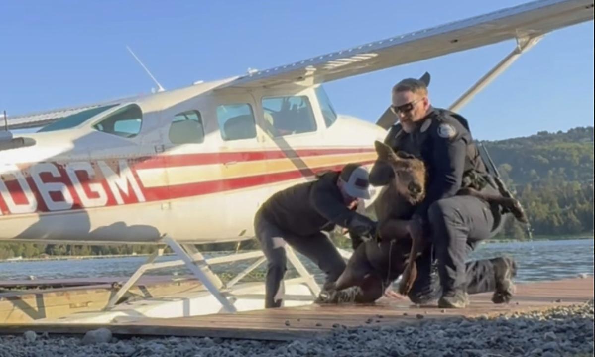 Baby Moose Trapped in Lake Is Saved by Alaska Man and Police as Its Worried Mom Watches