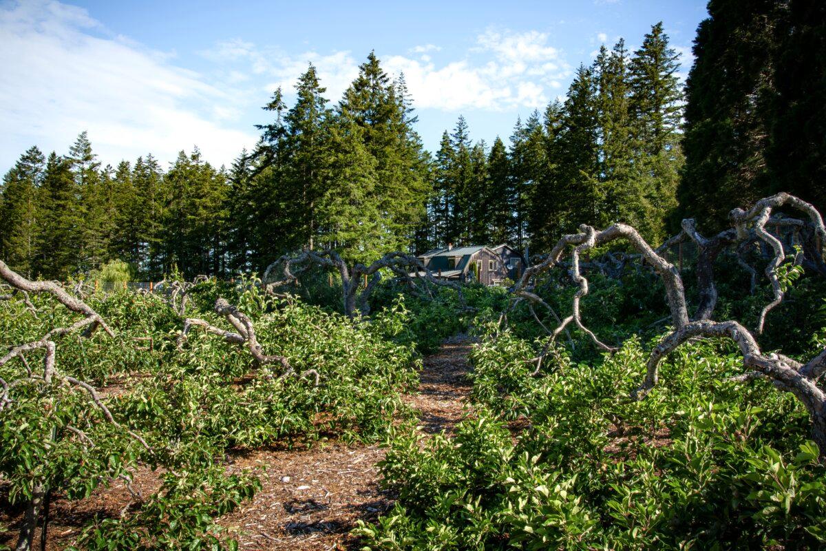 Mr. Gautschi's apple orchard. (Jennifer Schneider for American Essence)