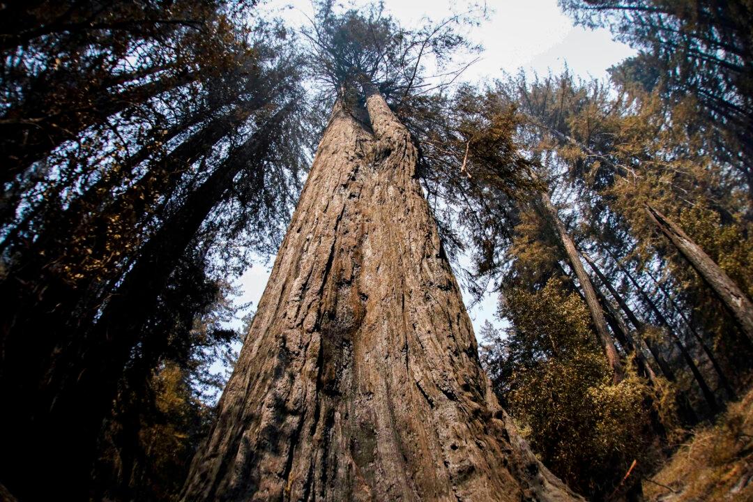 Biden Administration Proposes to Limit Cutting Old-Growth Trees
