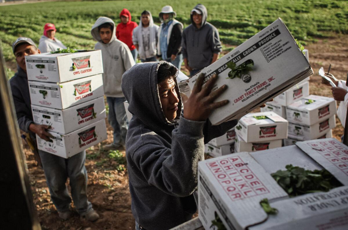 Mexican migrant workers load boxes of organic cilantro during the fall harvest at Grant Family Farms in October 2011 in Wellington, Colo. (John Moore/Getty Images)