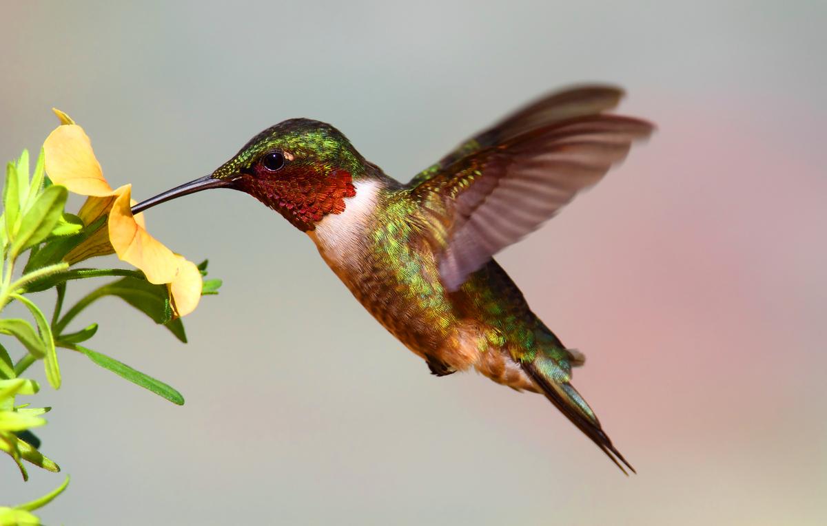 How to Create a Hummingbird Garden