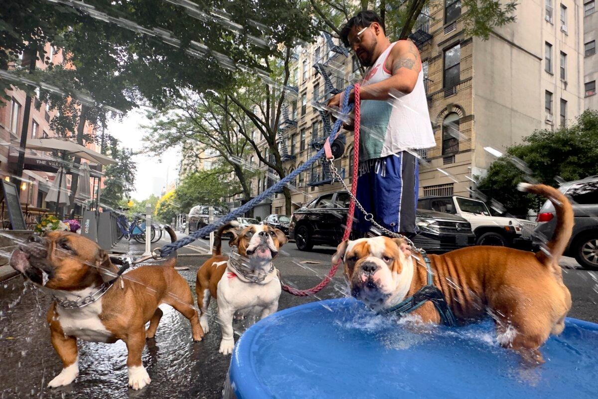 Edgar Sanchez stops on a walk with his dogs who cool off in a pool beside a fire hydrant sprayer in the Lower East Side neighborhood of New York on June 22, 2024. (John Minchillo/AP Photo)