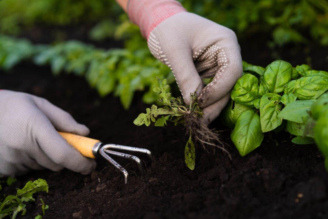 The Organic Gardener’s Guide to Weeding