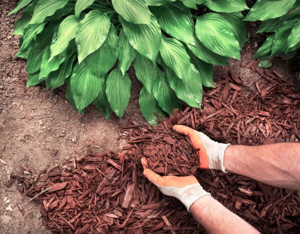 Wheat straw, pine straw, grass clippings, and shredded leaves can be used as mulch. (Jon Rehg/Shutterstock)
