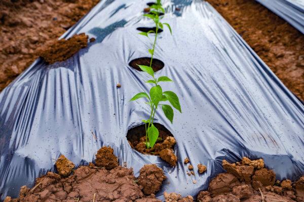 Weed fabric is a popular way to manage weeds in larger areas. (Attasit saentep/Shutterstock)