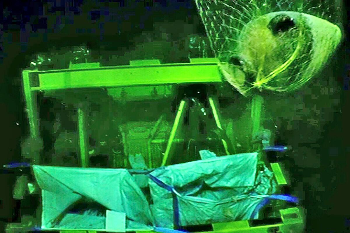 A Canaanite jar is retrieved by a robot from a depth of 1.11 miles (1.8 kilometers) that was carried on the world's oldest known deep-sea ship, as seen some 55.9 miles (90 kilometers) off the Israeli coastline, in a still from video released on June 20, 2024. (Energean/Israel Antiquities Authority via AP)