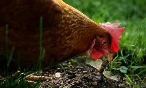 Bird Flu Detected in 8th Victorian Farm