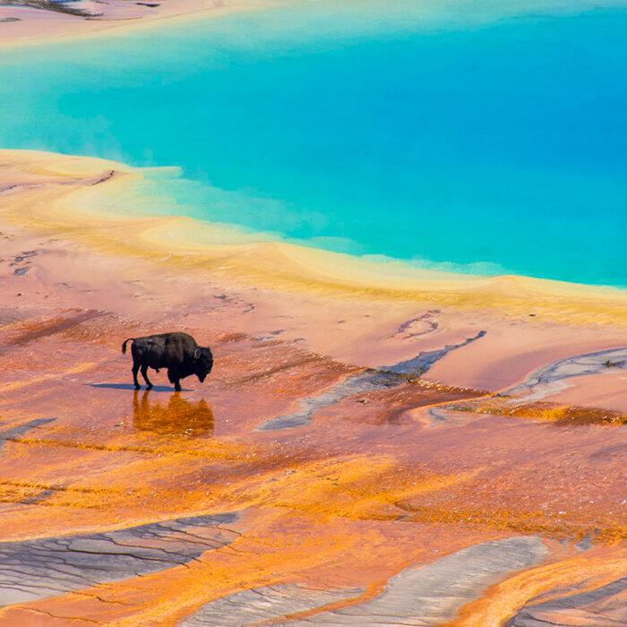 How to Visit Yellowstone