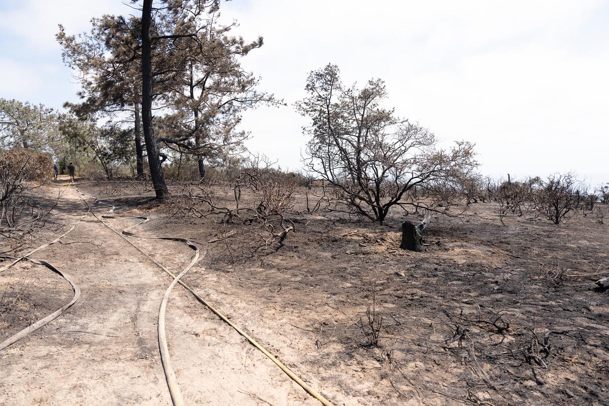 San Diego Torrey Pines Reserve Fire Nearly Contained, Residents Thankful