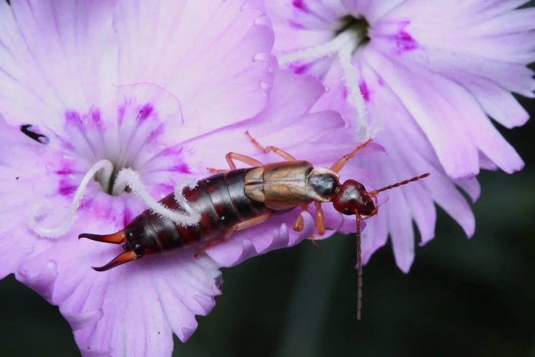 Earwigs and Spider Mites