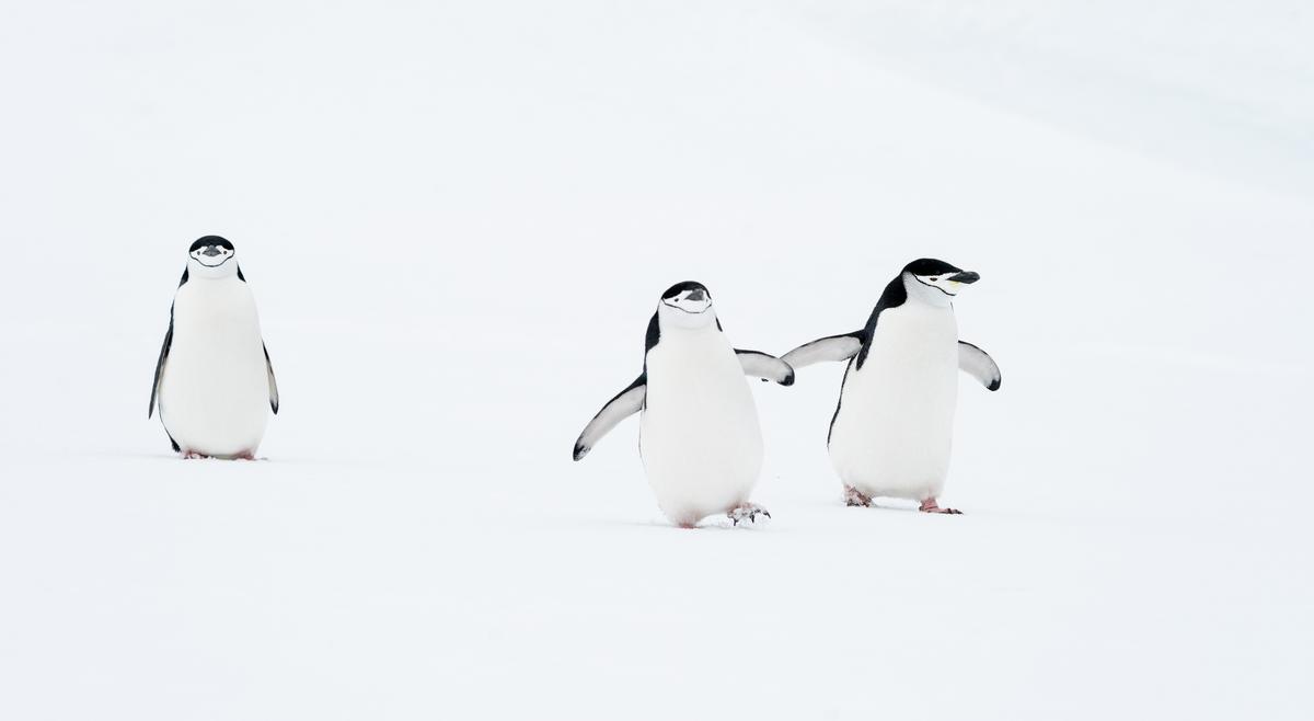 “Three's A Crowd.” (© Deena Sveinsson/Nikon Comedy Wildlife Awards.)