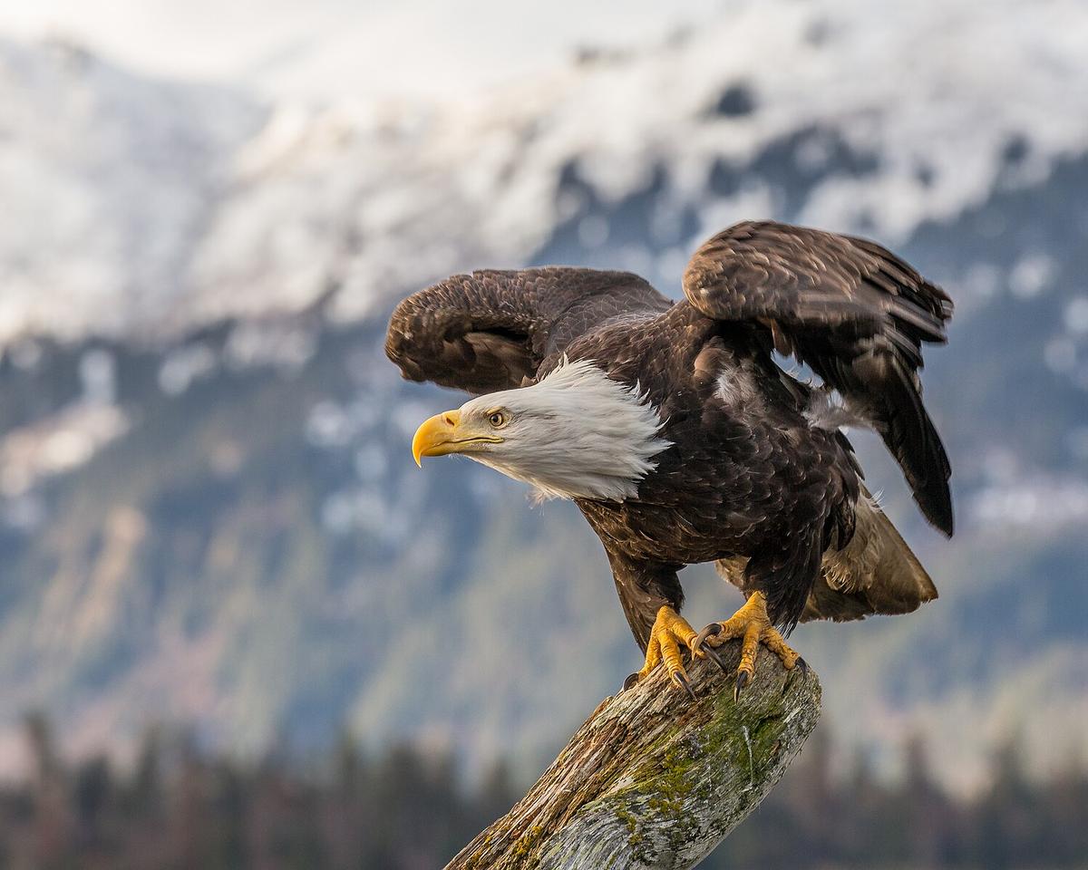 Bald Eagles’ Soaring Comeback as America’s Official National Bird
