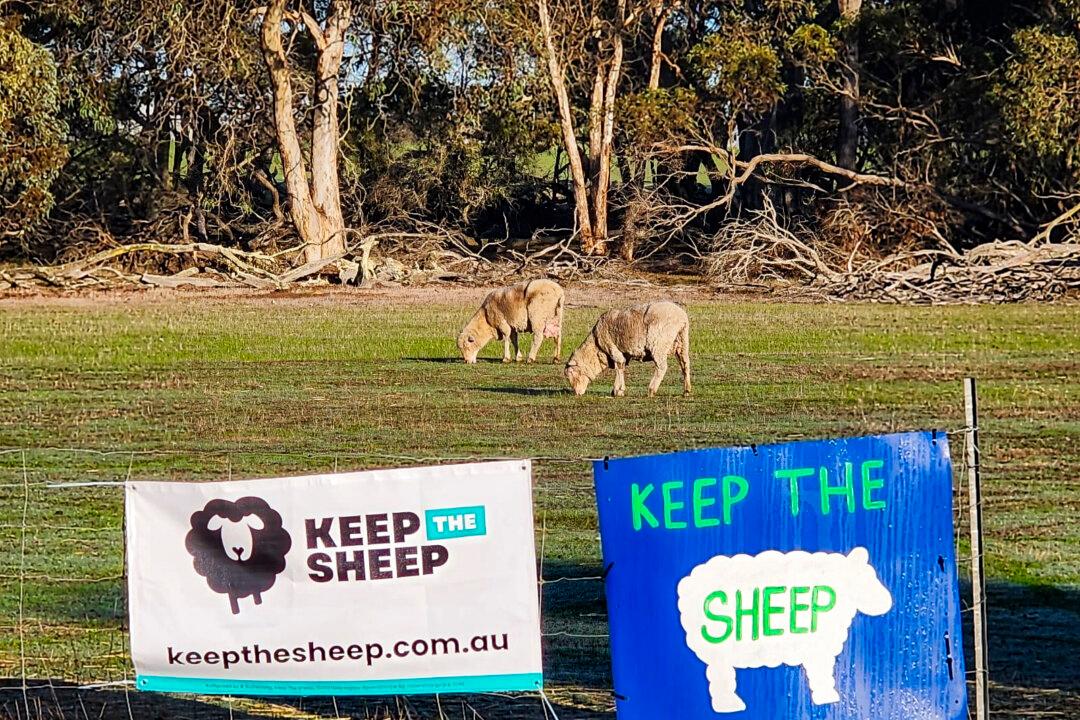 Australia Passes Law to End Live Sheep Export by 2028