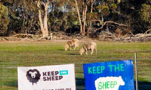 70,000 Sign Petition Against Banning Live Sheep Export Trade