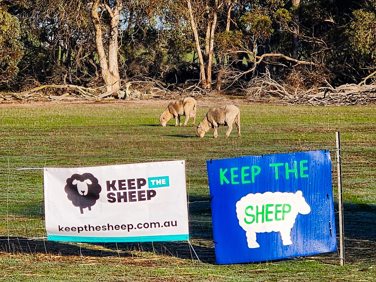 Australia Passes Law to End Live Sheep Export by 2028