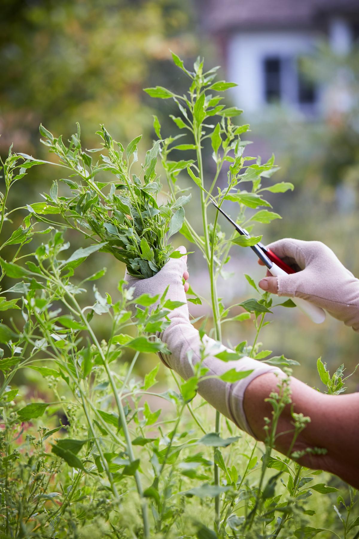 Ms. Wong harvests Chenopodium berlandieri, known as pitseed goosefoot or lamb's quarters. (Ngoc Minh Ngo)