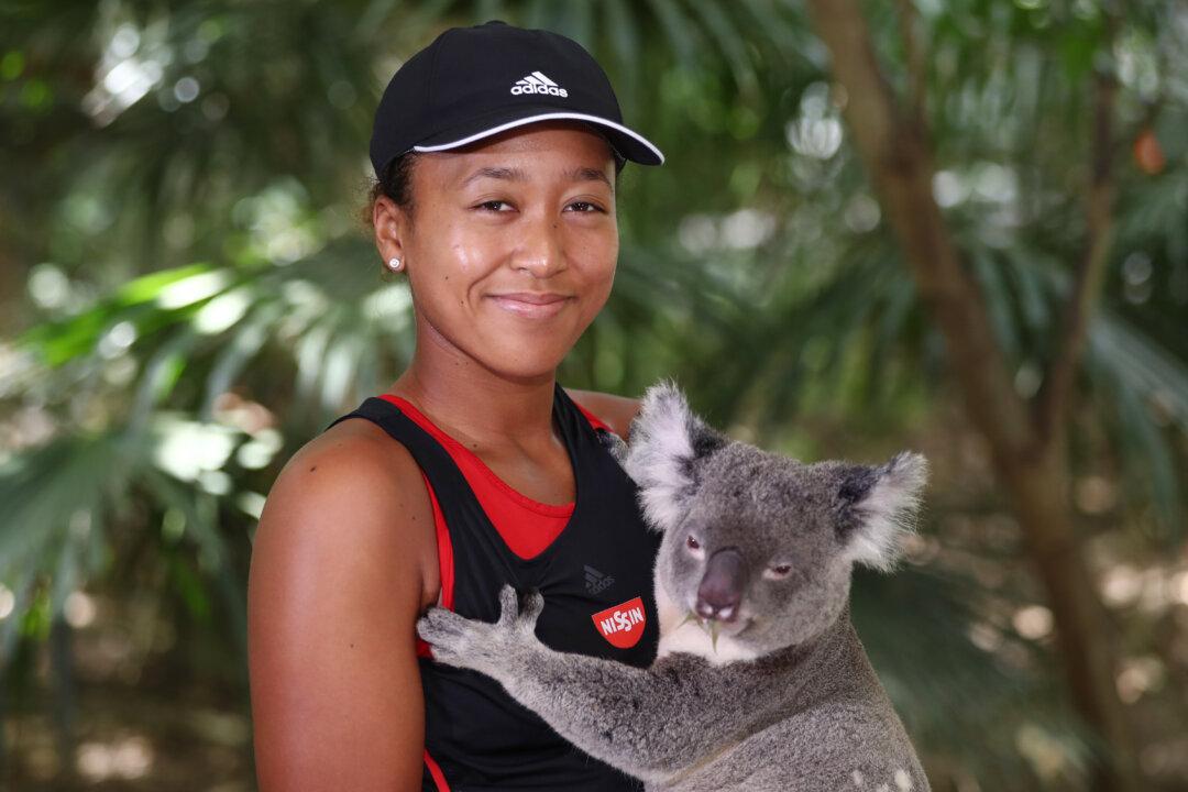 World’s Oldest Koala Sanctuary Ends ‘Koala Cuddling’ Experience