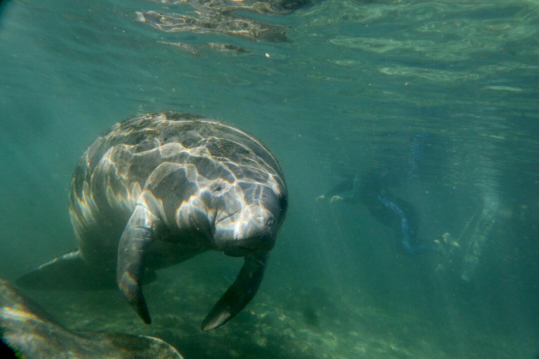 Swim Like a Fish: 10 Can’t-Miss Snorkeling Spots in Central Florida