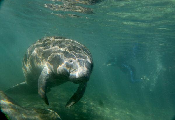 Swim Like a Fish: 10 Can’t-Miss Snorkeling Spots in Central Florida