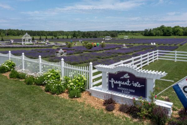 Fragrant Isle has more than 20,000 lavender plants. (Dan Eggert/Destination Door County)