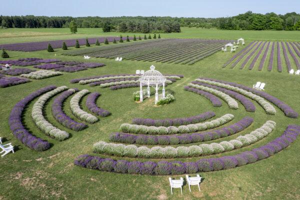 Fragrant Isle Lavender Farm's grounds are curated to be both fragrant and beautiful. (Dan Eggert/Destination Door County)