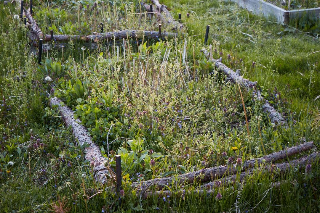 DIY Garden Tutorial: Build an Easy Enclosure for a Wild Patch in Your Garden