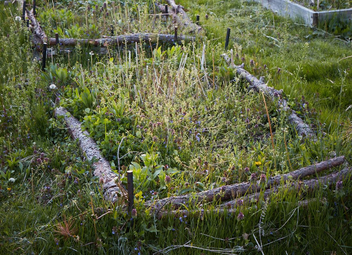 DIY Garden Tutorial: Build an Easy Enclosure for a Wild Patch in Your Garden