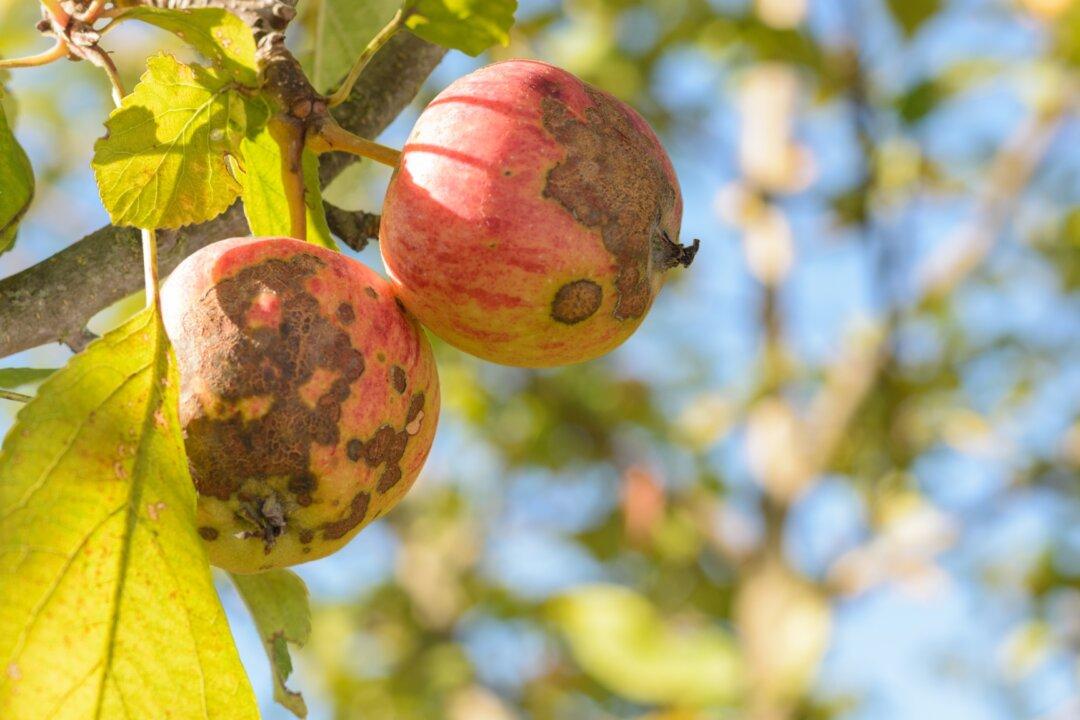 Apple Scab and Goldfinches