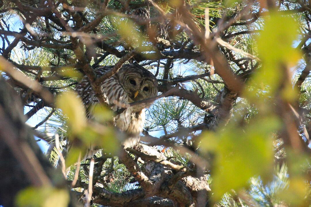 Wildlife Officials Plan to Cull Nearly Half a Million Barred Owls to Protect Spotted Owls