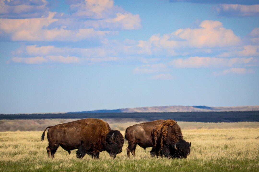 5 Scenic Drives to Be Discovered in Saskatchewan