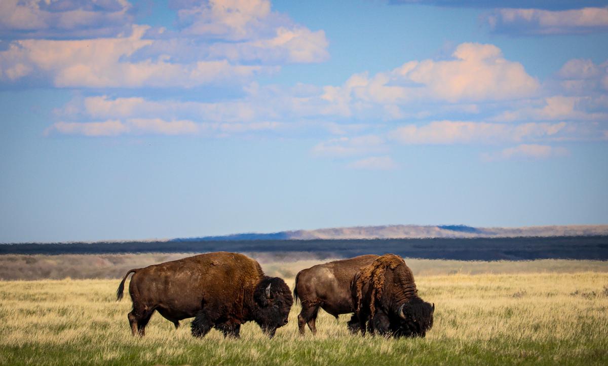 5 Scenic Drives to Be Discovered in Saskatchewan