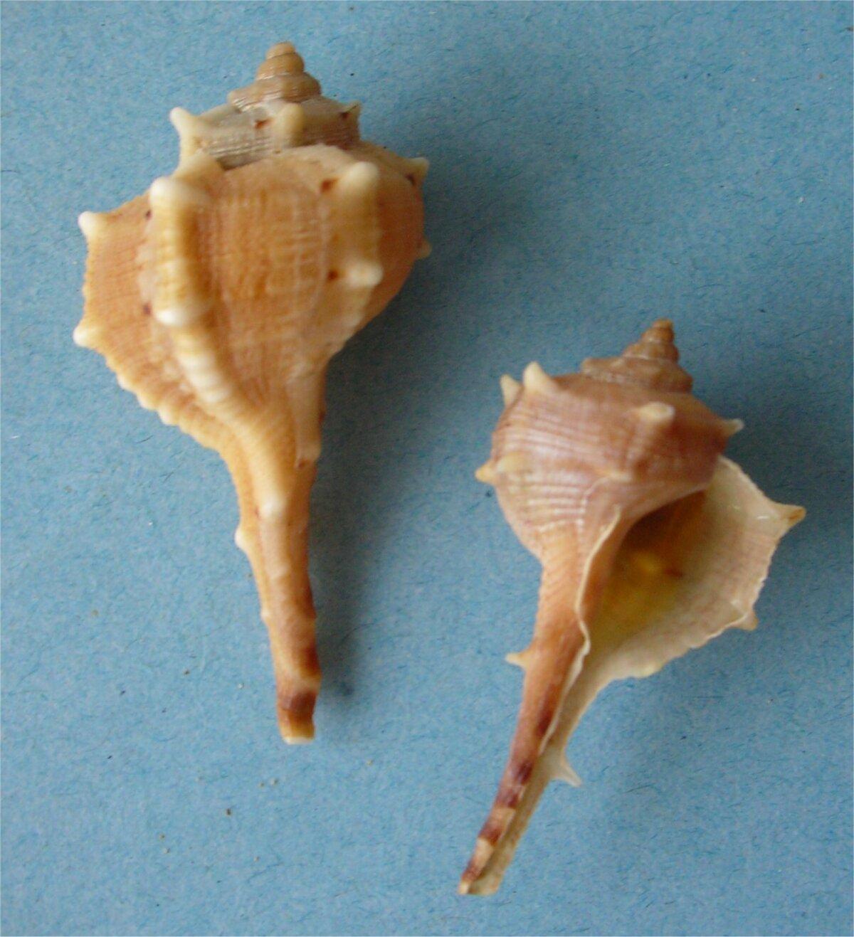 Bolinus brandaris, or spiny dye-murex, is used to produce Tyrian purple. (M. Violante/CC BY 2.5)