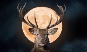 Full ‘Buck Moon’ Will Glitz the Stars With Mercury, Saturn, Mars, Jupiter in July—What to Watch For