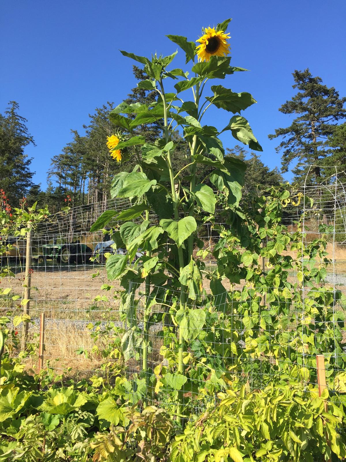 For a Bonus Harvest, Embrace Your Garden’s Volunteer Army