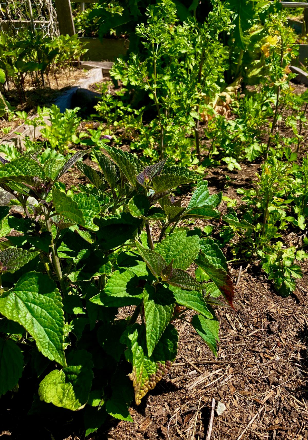 Anise hyssop and the cilantro forest. (Eric Lucas)